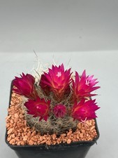 Neoporteria nidus f.senilis