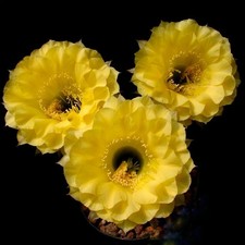 Echinopsis-TRICO CEREUS