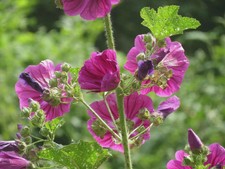 1000 semi malva selvatica - 1000,