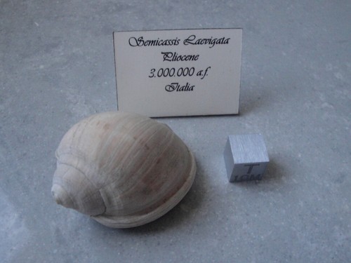 Semicassis laevigata - semicassis,