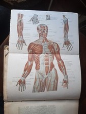 BOCK, ATLANTE DI ANATOMIA DELL'UOMO 1891