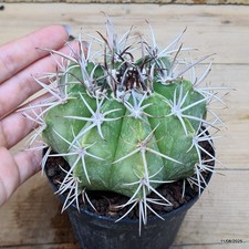 Melocactus neryi Vaso 10 cm