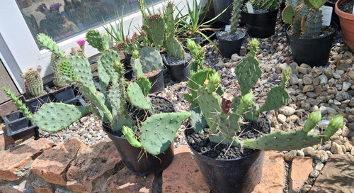 Opuntia pottsii buchum fico - pottsii,