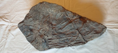 Lastra con fossili crinoidi - fossili, di