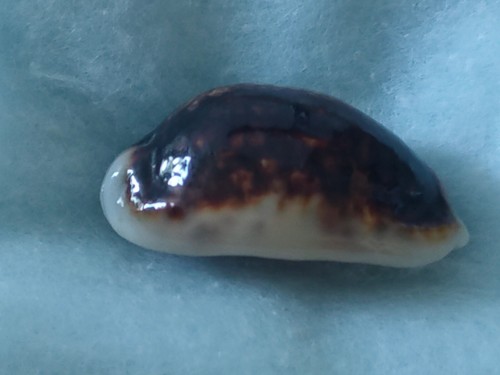 Conchiglia cypraea mauritia - conchiglia,