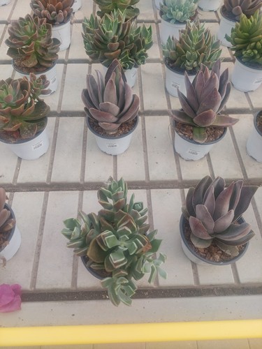Echeveria mix - echeveria,