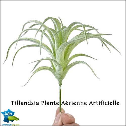 Tillandsia plante aérienne - tillandsia,