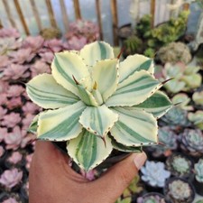 Agave Potatorum CV. Kichijokan