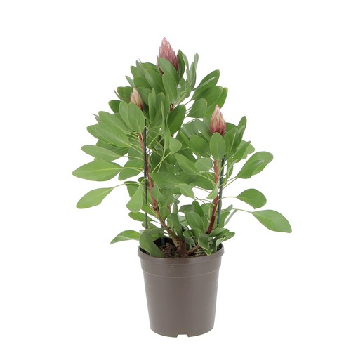 Kentis protea little - -, 'little