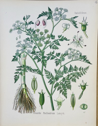 Oenanthe phellandrium 1886 - oenanthe,