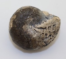 Ammonite, Cladiscites