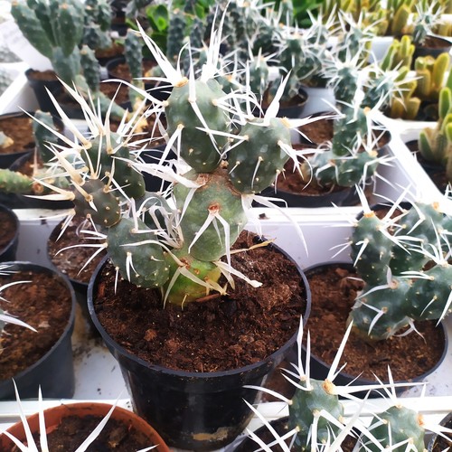 Tephrocactus articulatus o - articulatus,