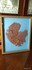 Ramo di corallo montato in cornice legno cm.41x49 