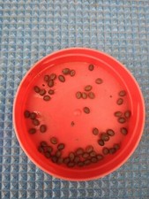 LOT DE 50 GRAINES de