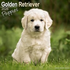 Golden Retriever Cuccioli 2026