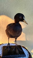 TROFEO CACCIA FOLAGA TASSIDERMIA TAXIDERMIE TAXIDERMY BIRDS UCCELLI IMBALSAMATI