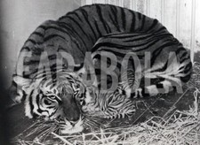 Foto vintage Regno Unito, La tigre allatta i cuccioli, 1979, stampa 21x15 cm