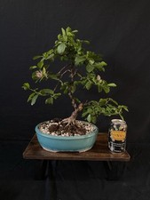 Grewia Bonsai