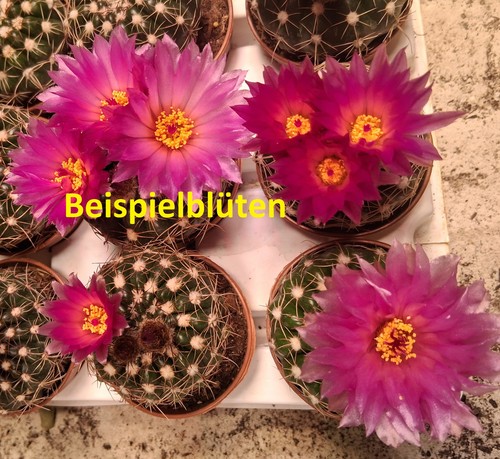 Pezzi notocactus - 2,