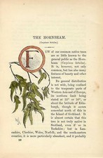 Stampa antica CAPOLETTERA F e