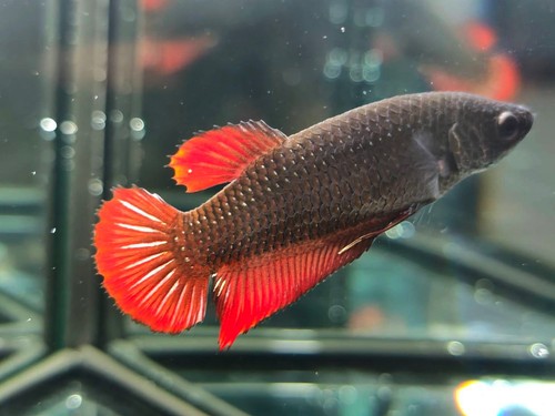 Live betta fish - live, giant