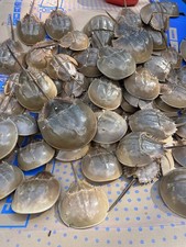 Horseshoe Crab 9-12" Taxidermy