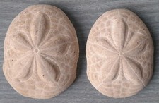 Fossile di Riccio di Mare Coppia a Fiore a 5 Petali 9.4 + 9 cm Barbados Caraibi