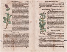 Eisenkraut Betonia Erbe