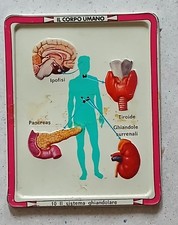 Placca metallo IL CORPO UMANO