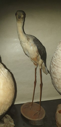 Uccelli imbalsamati varie - uccelli,