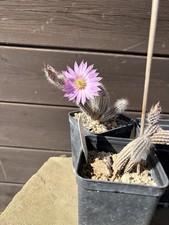 Wilcoxia echinocereus - wilcoxia,