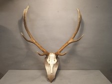 Grande Trofeo Corna Di Cervo