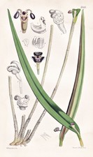 Pleurothallis Reymondi