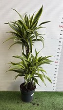 PIANTE DI DRACAENA in vaso 20