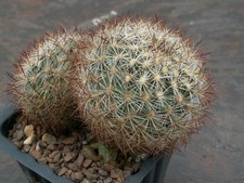 Pediocactus simpsonii SN 1122