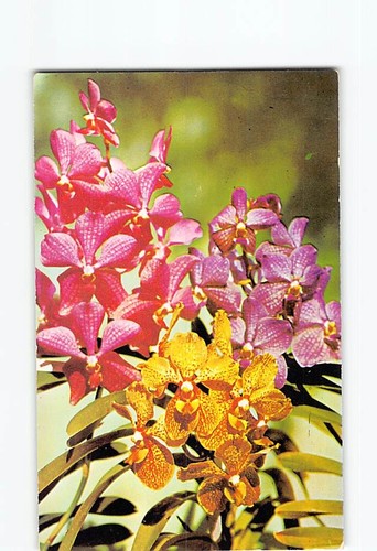 Cartolina vanda ibridi fiori - ibridi,