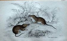 COMMON SHREW Sorex Araneus Jardines Orig Hand Coloured Antique Mammal Print 1838