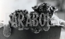 Foto vintage Pastore tedesco