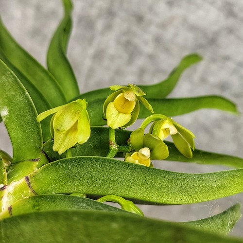 Vanda alpina per - alba,, rarità