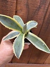Americana Agave Variegata