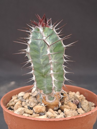 Euphorbia virosa n - virosa, (n