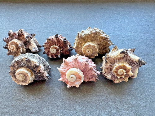 Angaria delphinus - 6x,