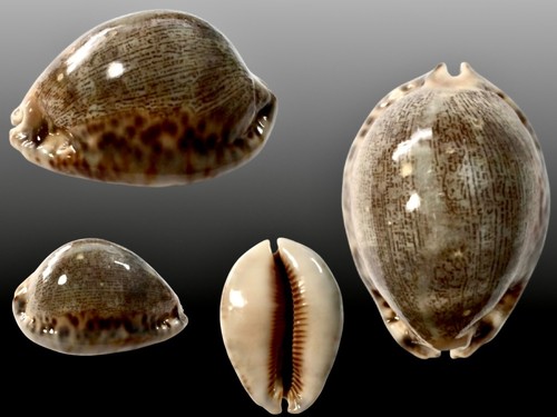 Cypraea gibba vandammei