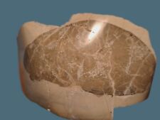 Legno Fossile Silicizzato .Radica Incastonata In Matrice Di Pietra Bianca.