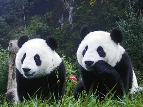 Quadro panda orso nella
