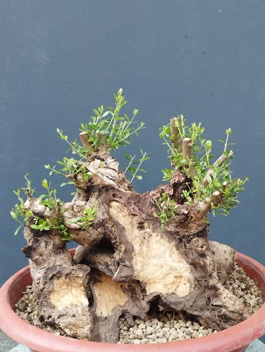 Bonsai olivastro 40x40 in - bonsai,