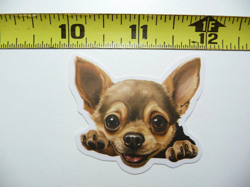 Peeking chihuahua piccolo - peeking,