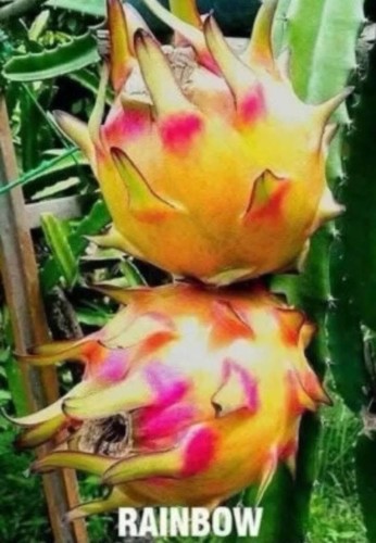 Taglie frutta drago 12 - 3,