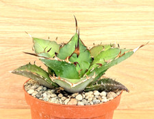 Agave titanota thunder ,  pot