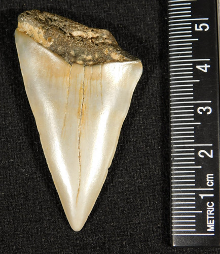 Grande dente fossile squalo - grande, di